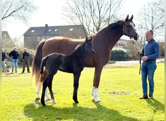 Hannoveraan, Merrie, , Zwart