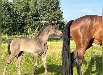 Hannoveraan, Merrie, Veulen (05/2025), Zwart