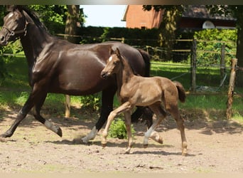 Hannoveraan, Merrie, , Zwart