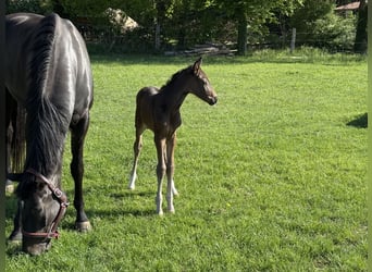 Hannoveraan, Merrie, , Zwartbruin