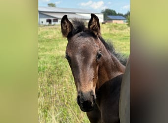 Hannoveraan, Merrie, veulen (06/2024), Zwartbruin