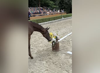 Hannoveraan, Merrie, , Zwartbruin