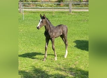 Hannoveraan, Merrie, Veulen (06/2025), Zwartbruin
