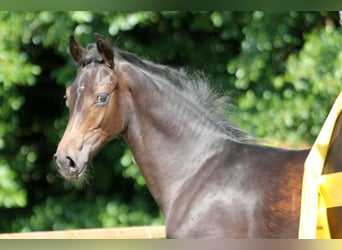 Hannoveraan, Merrie, veulen (03/2024), Zwartbruin