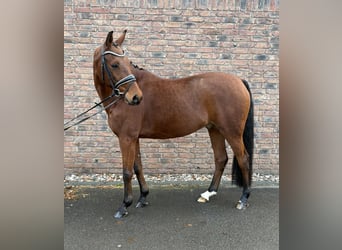 Hannoveraan, Ruin, 10 Jaar, 160 cm, Bruin