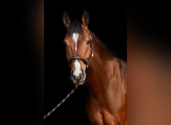 Hannoveraan, Ruin, 10 Jaar, 161 cm, Bruin