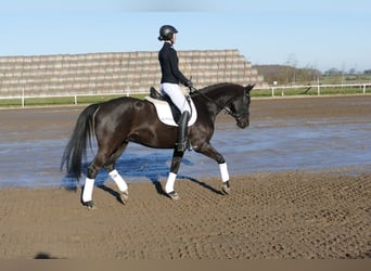 Hannoveraan, Ruin, 10 Jaar, 162 cm, Zwart