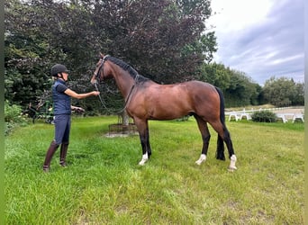 Hannoveraan, Ruin, 10 Jaar, 164 cm, Lichtbruin