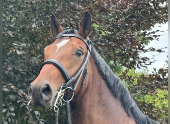 Hannoveraan, Ruin, 10 Jaar, 164 cm, Lichtbruin