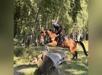 Hannoveraan, Ruin, 10 Jaar, 165 cm, Bruin