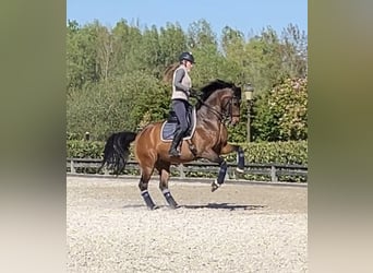 Hannoveraan, Ruin, 10 Jaar, 165 cm, Roodbruin
