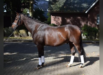 Hannoveraan, Ruin, 10 Jaar, 167 cm, Bruin