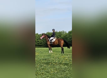 Hannoveraan, Ruin, 10 Jaar, 167 cm, Bruin
