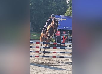 Hannoveraan, Ruin, 10 Jaar, 167 cm, Bruin