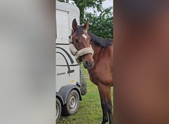 Hannoveraan, Ruin, 10 Jaar, 167 cm, Bruin
