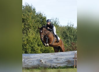 Hannoveraan, Ruin, 10 Jaar, 167 cm, Bruin