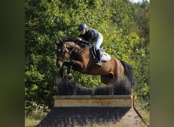 Hannoveraan, Ruin, 10 Jaar, 167 cm, Bruin