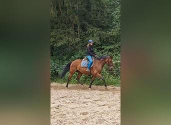 Hannoveraan, Ruin, 10 Jaar, 167 cm, Bruin