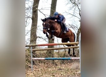 Hannoveraan, Ruin, 10 Jaar, 167 cm, Bruin
