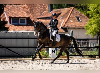 Hannoveraan, Ruin, 10 Jaar, 168 cm, Bruin