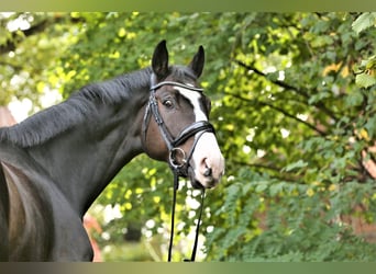 Hannoveraan, Ruin, 10 Jaar, 168 cm, Bruin