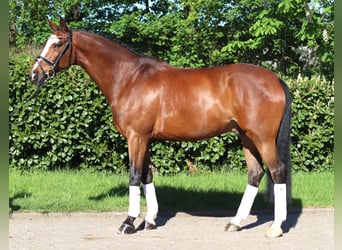 Hannoveraan, Ruin, 10 Jaar, 168 cm, Bruin