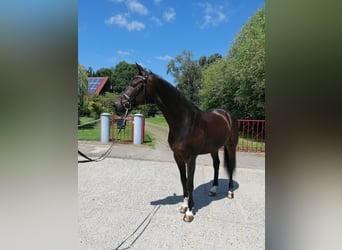 Hannoveraan, Ruin, 10 Jaar, 168 cm, Donkerbruin