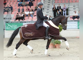 Hannoveraan, Ruin, 10 Jaar, 168 cm, Donkerbruin