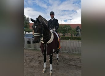 Hannoveraan, Ruin, 10 Jaar, 168 cm, Donkerbruin