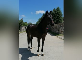 Hannoveraan, Ruin, 10 Jaar, 168 cm, Donkerbruin