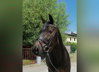 Hannoveraan, Ruin, 10 Jaar, 168 cm, Donkerbruin