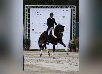 Hannoveraan, Ruin, 10 Jaar, 168 cm, Donkerbruin