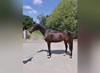 Hannoveraan, Ruin, 10 Jaar, 168 cm, Donkerbruin