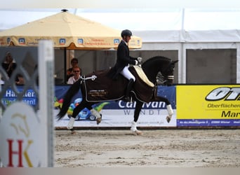 Hannoveraan, Ruin, 10 Jaar, 168 cm, Donkerbruin