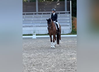 Hannoveraan, Ruin, 10 Jaar, 170 cm, Donkere-vos