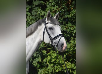 Hannoveraan, Ruin, 10 Jaar, 170 cm, Schimmel