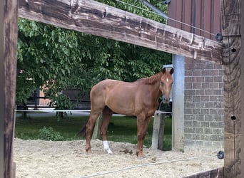Hannoveraan, Ruin, 10 Jaar, 170 cm, Vos