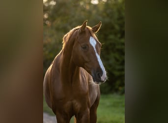 Hannoveraan, Ruin, 10 Jaar, 170 cm, Vos