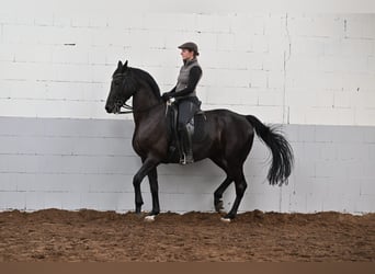 Hannoveraan, Ruin, 10 Jaar, 170 cm, Zwartbruin