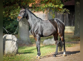 Hannoveraan, Ruin, 10 Jaar, 170 cm, Zwartbruin