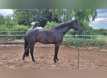 Hannoveraan, Ruin, 10 Jaar, 171 cm, Zwart