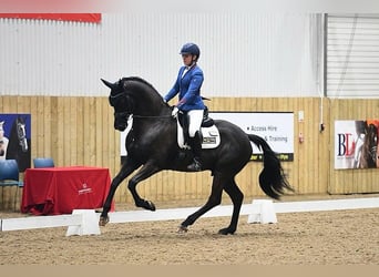 Hannoveraan, Ruin, 10 Jaar, 172 cm, Zwart