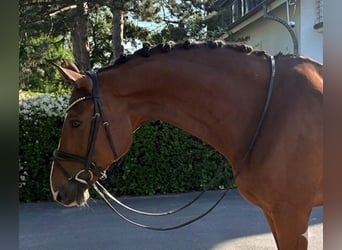 Hannoveraan, Ruin, 10 Jaar, 174 cm, Bruin