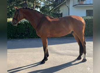 Hannoveraan, Ruin, 10 Jaar, 174 cm, Bruin