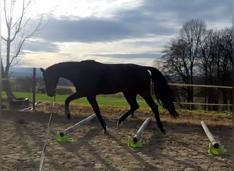 Hannoveraan, Ruin, 10 Jaar, 176 cm, Brauner
