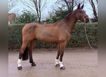 Hannoveraan, Ruin, 10 Jaar, 176 cm, Bruin