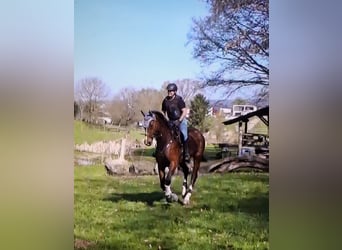Hannoveraan, Ruin, 10 Jaar, 180 cm, Bruin