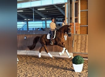 Hannoveraan, Ruin, 10 Jaar, 180 cm, Donkere-vos