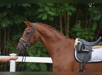 Hannoveraan, Ruin, 10 Jaar, Vos