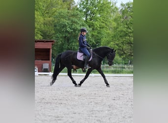 Hannoveraan, Ruin, 10 Jaar, Zwart